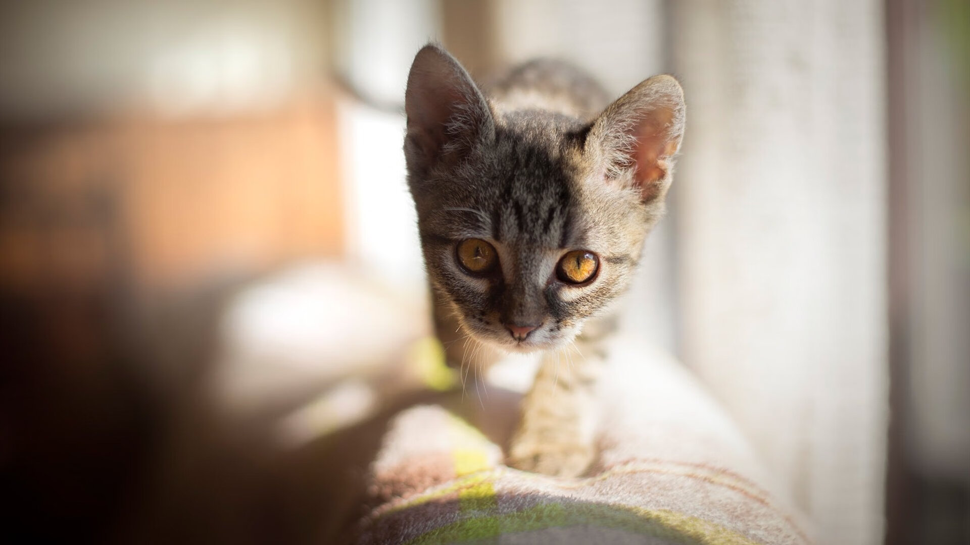 亚军也是荣耀：那些未夺冠依然光彩夺目的球队，亚军有奖杯吗