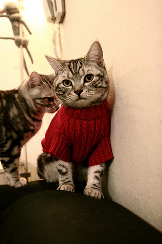 【球桌养护】专业人士传授台球桌保养技巧，桌球台面怎么保养视频