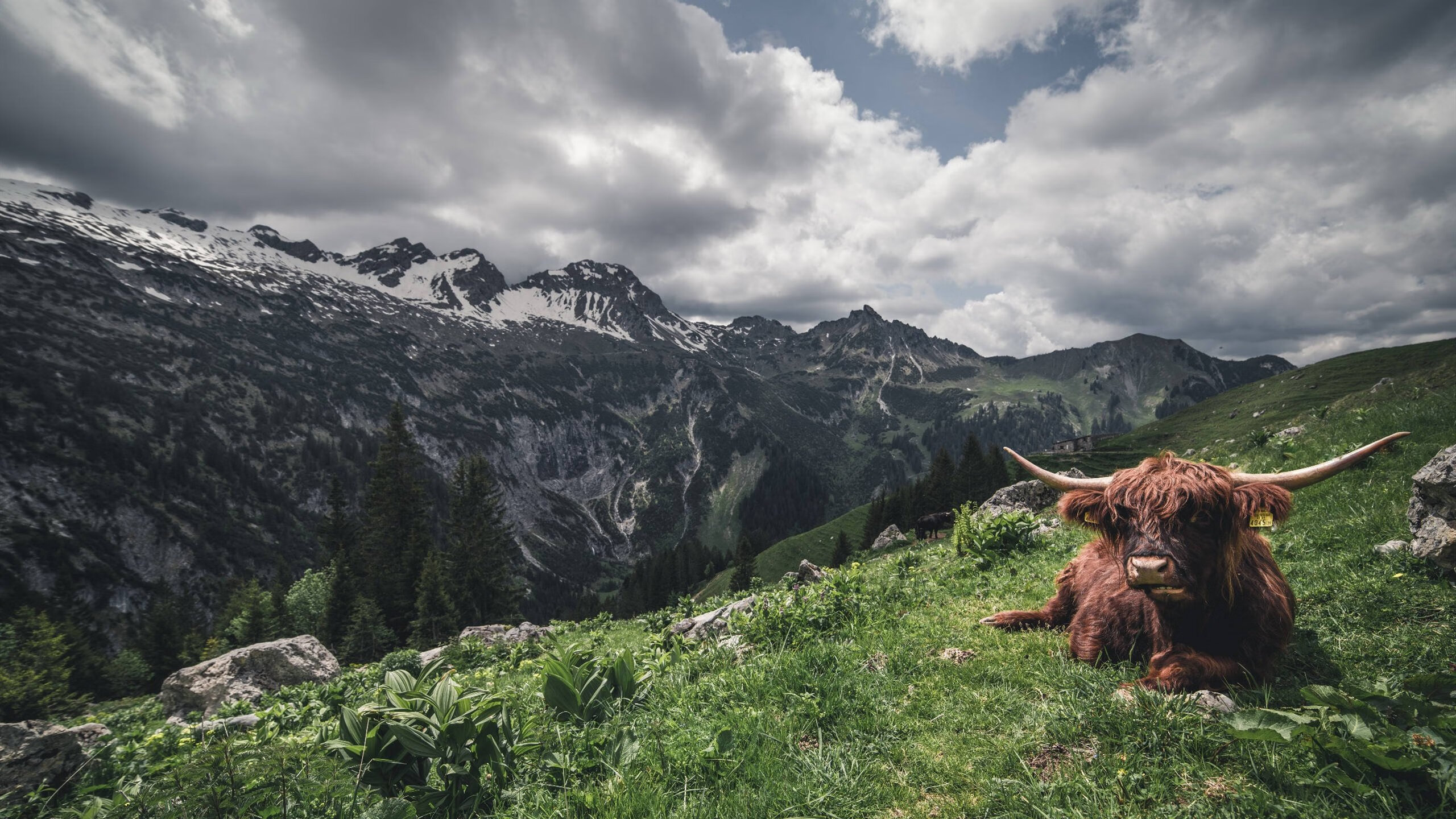守望先锋 联赛战队实力提升,守望先锋联赛由谁负责